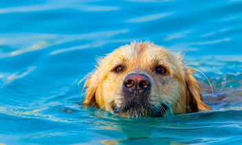 Bringing Your Pets Into The Pool: Safe Or Unsafe?
